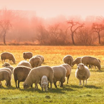 Rural Life